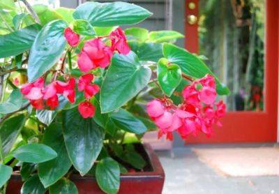 begonia of the week: ‘dragon wing’ red