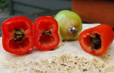 wet-year tomato troubles: the plot sickens