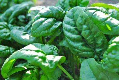 why i plant spinach late, and other tasty tidbits