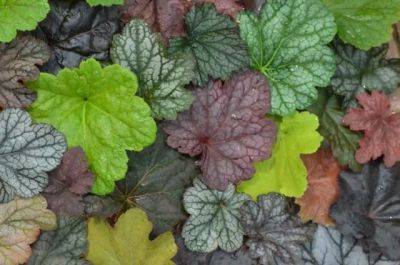 the best heuchera and how to grow them, with mt. cuba center