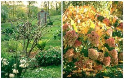 q&a: pruning hydrangea, late planting, and more