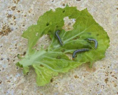 latest brassica pest: cross-striped cabbage worm