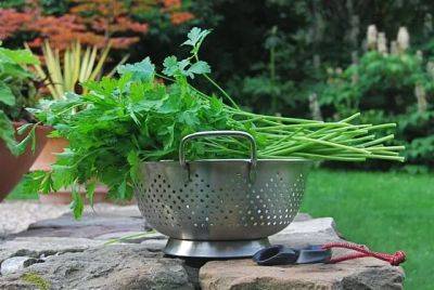 growing and storing a year of parsley