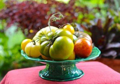 tips for growing better tomatoes from seed
