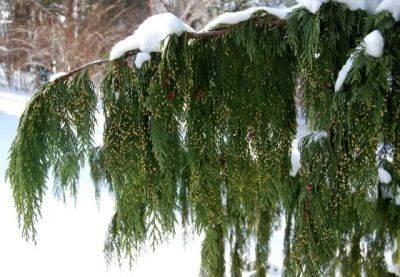 beloved conifers: recap of coziest woody plants