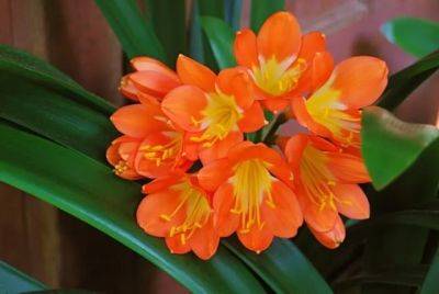andre’s on vacation, but my clivia isn’t