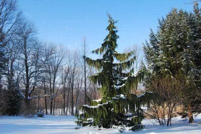 botanical blessings: conifers for the coldest days