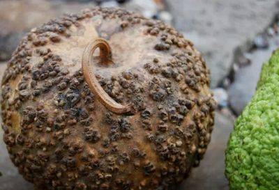 warts and all: the ‘bule’ gourd gang