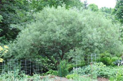 great shrub: salix elaeagnos, rosemary willow