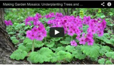 making mosaics: my video on underplanting