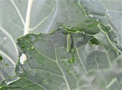 caterpillar alert: who’s eating my cabbage and broccoli?
