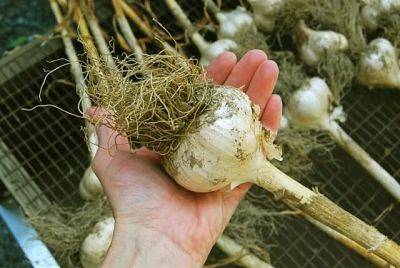 garlic harvest and curing: i did something right