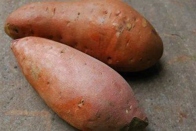 let there be sweet potatoes: how to plant them