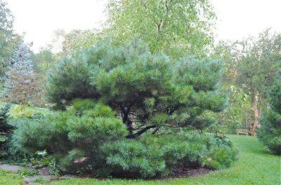 beloved conifer: my not-so-dwarf-now white pines