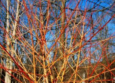 great shrub: cornus sanguinea ‘winter flame’