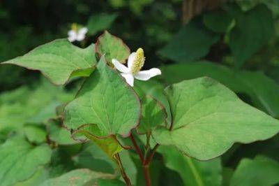 why won’t this plant die? houttuynia cordata, the chameleon plant
