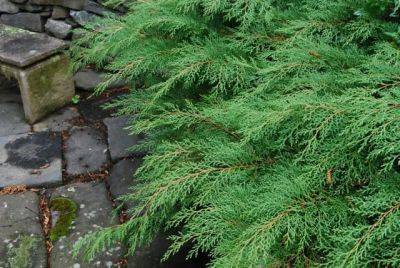beloved conifer: microbiota decussata