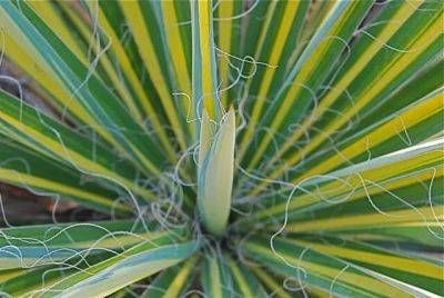 soldier on, yucca ‘color guard’