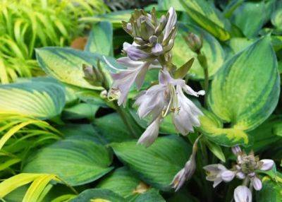 what did you say your favorite hosta was?