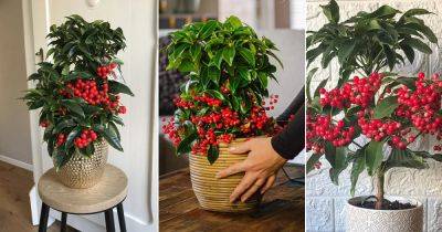 Grow this Houseplant with Red Berries | Ardisia crenata (Christmas Berry) Care