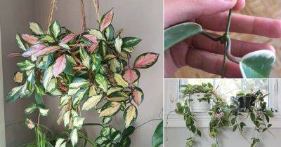 Hoya Krimson Queen Care Indoors | How to Grow Hoya Tricolor