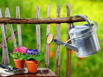 5 Basic Container Gardening Tips | Starting a Container Garden