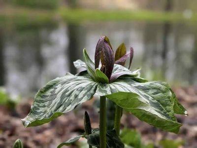 trilliums in trouble, with mt. cuba’s amy highland