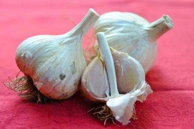 how to grow garlic, a q&a with filaree farm