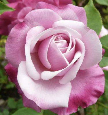 a rose history lesson, with peter kukielski
