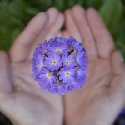 best primulas for our gardens, with ‘primrose’ author elizabeth lawson