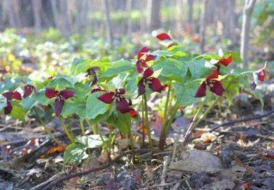 which native plants, and how to make room for them, with ken druse