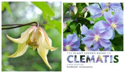 pairing clematis with proper partners, with linda beutler of rogerson clematis collection