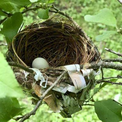 miraculous bird nests (vs. wily nest predators), with brett degregorio