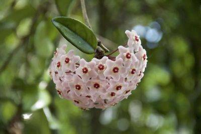 finding refuge in our gardens, and hope in a hoya, with ken druse