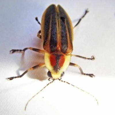 a firefly primer, with lynn frierson faust (win her field guide)