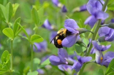 growing baptisia, with george coombs of mt. cuba center