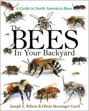 ‘the bees in your backyard,’ with olivia carril