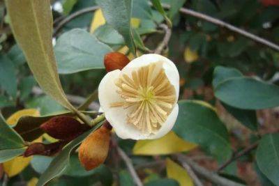 choicest magnolias and how to prune them, with andrew bunting