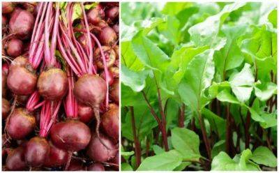 how to grow beets, with brian campbell