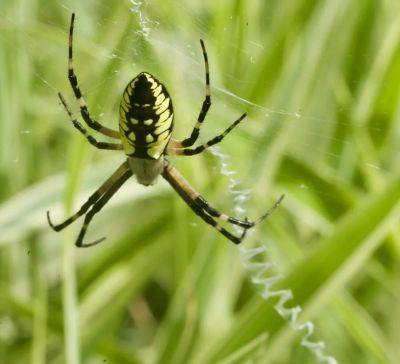 spider, feather, frog: 3 little notes on gender (and wonder) in nature