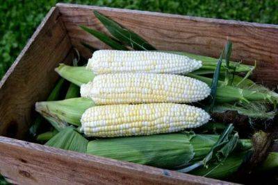a new corn, bred for organic farms and gardens, tells a bigger story