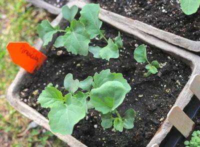 fall vegetable garden planning, with katie spring