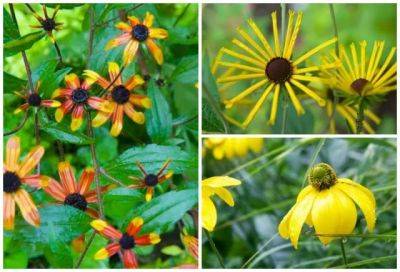 reliable rudbeckia: ‘henry eilers’ and ‘prairie glow’ join ‘herbstsonne’ in the garden