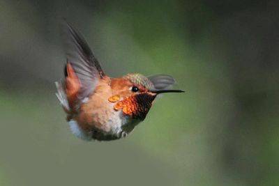 birdnote q&a: hummingbird migration