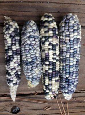 heritage corn, polyculture and more: seedkeeper rowen white of sierra seeds