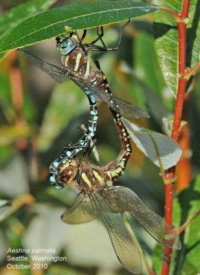 dragonflies and damselflies, with dennis paulson