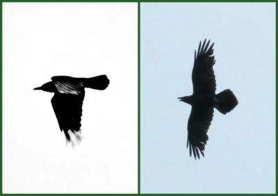 birdnote q&a: crow or raven?