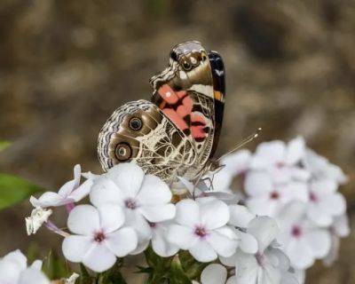 best phlox for gardeners and butterflies, with mt. cuba’s george coombs