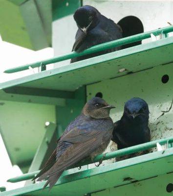 birdnote q&a: a close look at songbirds’ nests