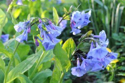 a plant i’d order this fall: virginia bluebells